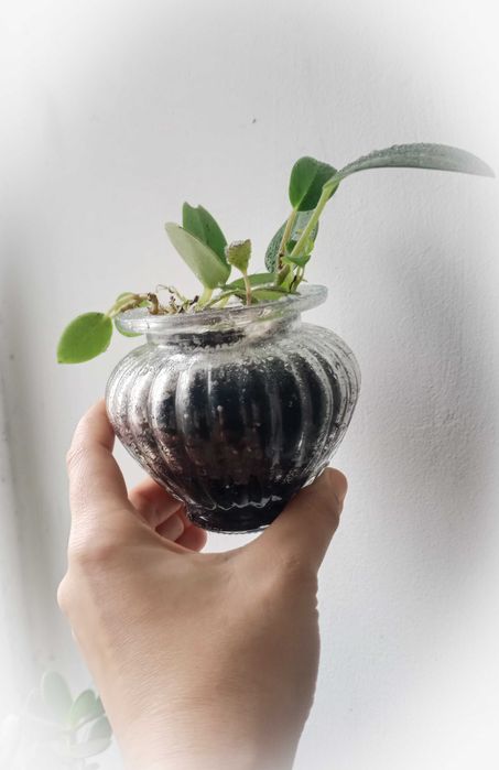 Декоративні рослини