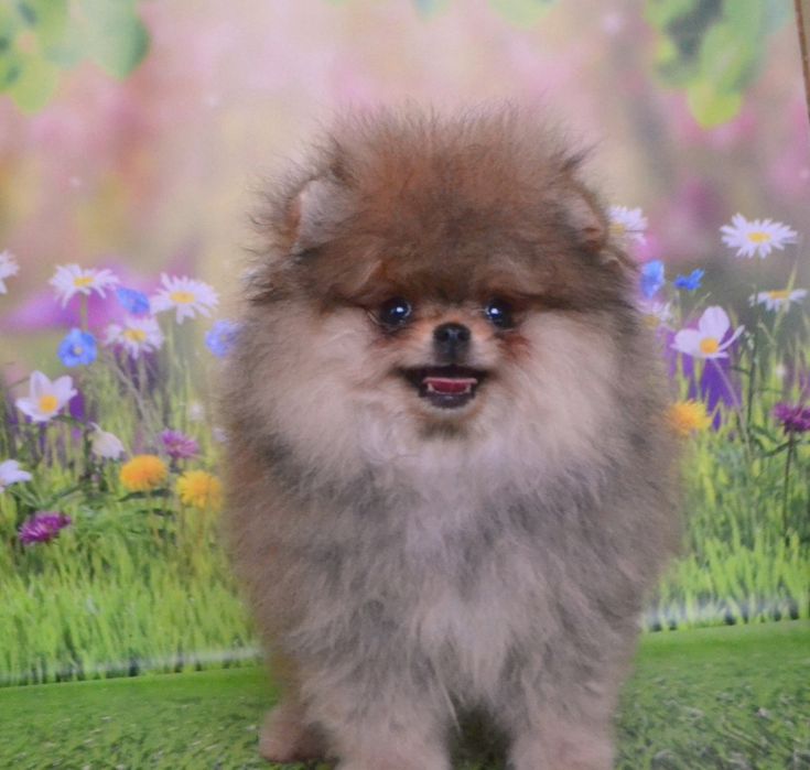 Шпіц померанській, хлопчик міні