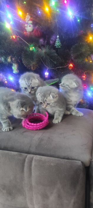 Шотландські висловухі кошенята ( колір Таббі )