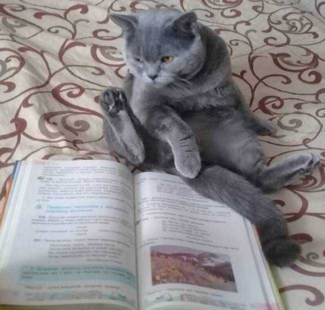Ждём  на свидание шотландскую вислоухую кошку
