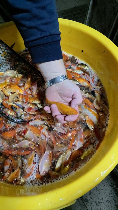 Amur karp lin karaś koi jesiotr szczupak