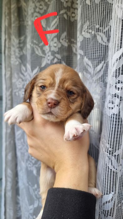 Cruzados Beagle para adocao