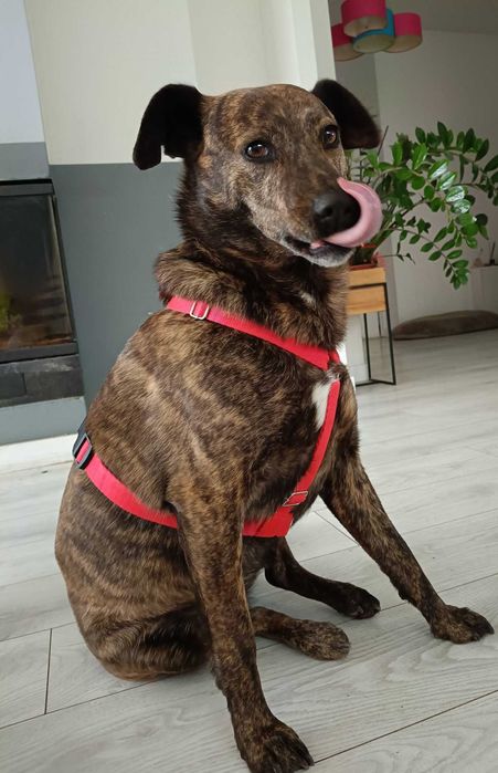 Sofi poleca się do adopcji