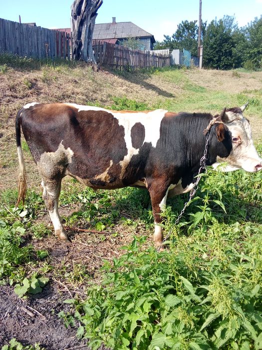 Продам бичка год і три місяця