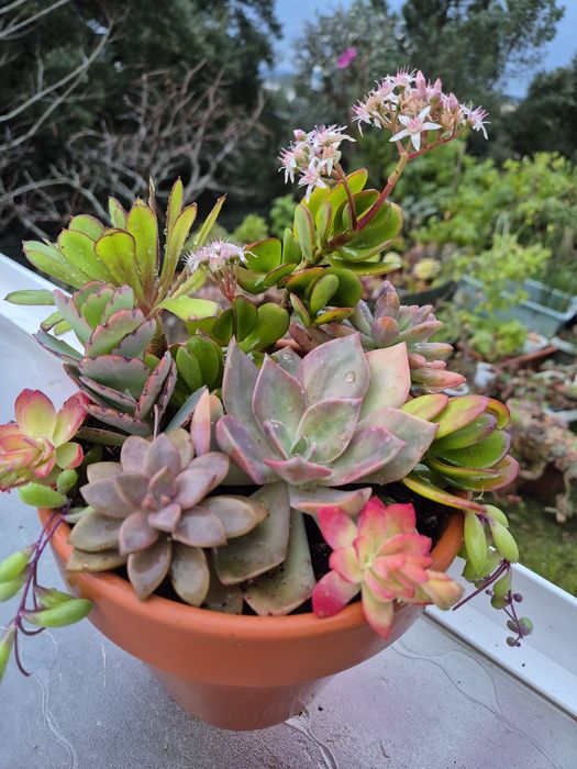 Arranjo com vaso 16 cm incluído com várias  suculentas