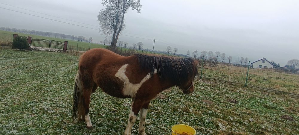 Ogier  huculski 3 letni