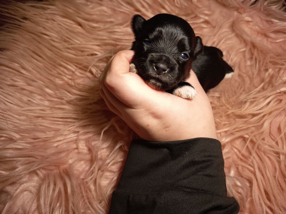 Black Yorkshire Terrier - piesek