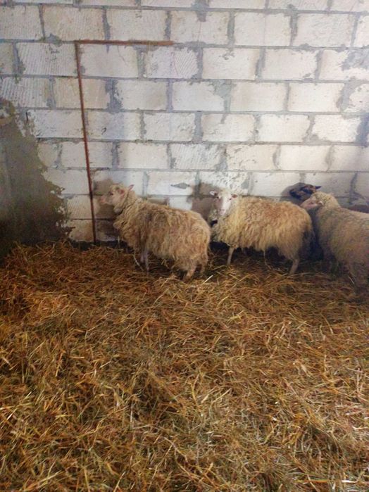 sprzedam owce merynos