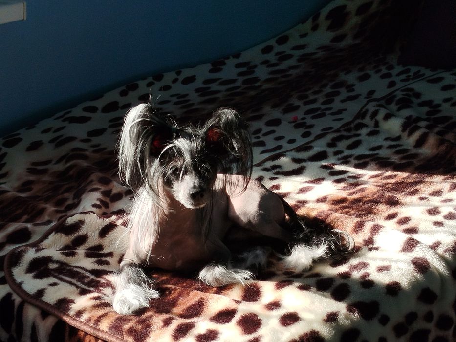 Китайська хохлата