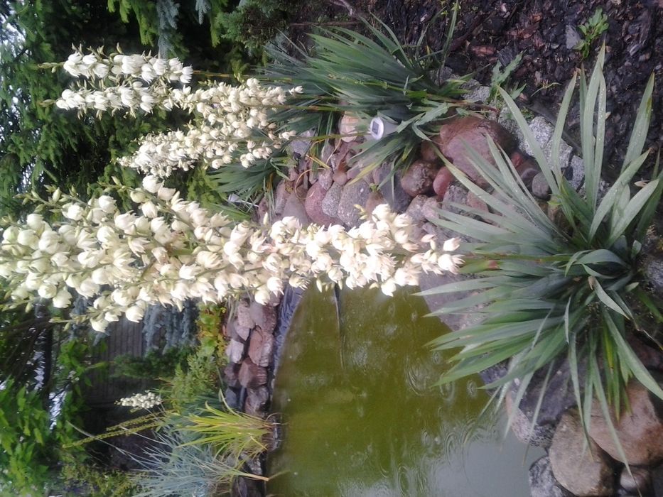 Juka karolinska pięknie wygląda