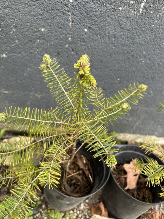 2 pinheiros nórdicos para jardim