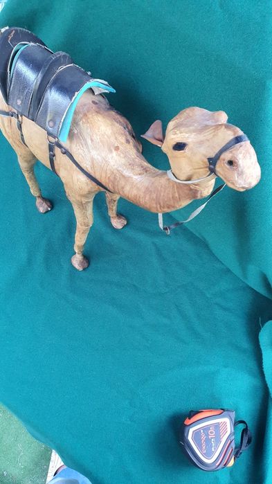 Верблюд   кожа большой