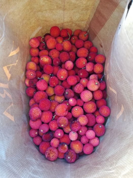 Medronho caseiro puro