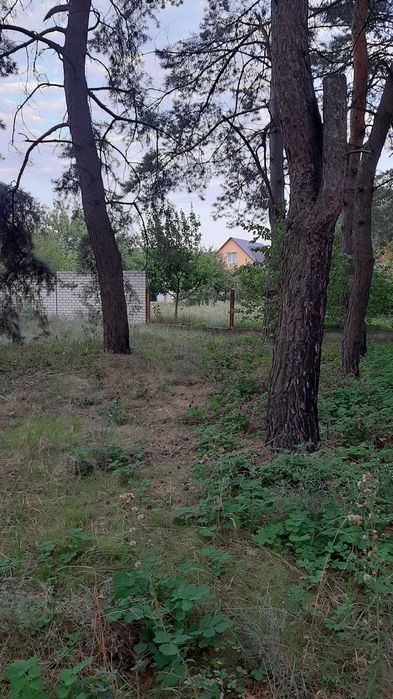 Солоницівка! Недобудова в  сосновому  лісі!