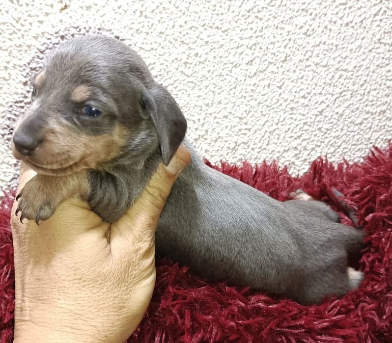 Teckel miniatura azul tan