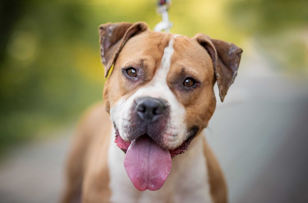 Odmień los pitbullki Ginger