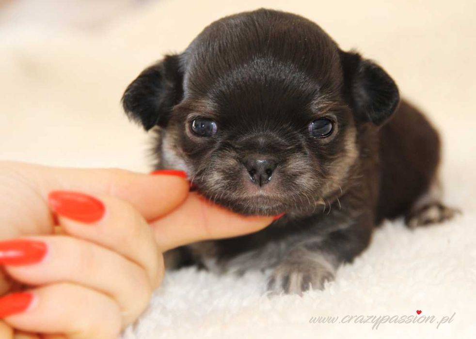 Mini piesek chihuahua długowłosy BAMBINO Crazy Passion FCI