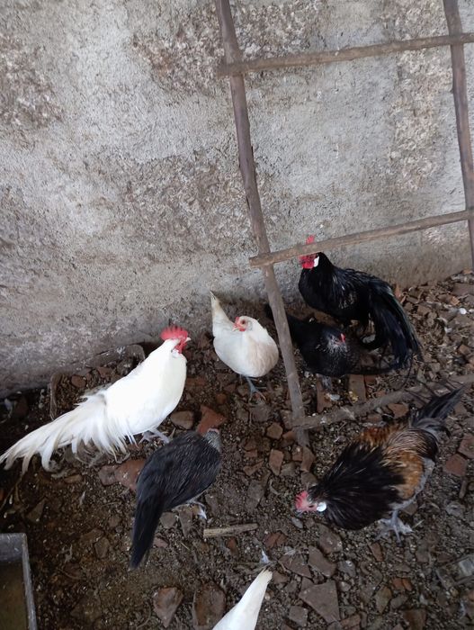 Galinhas Fénix , casal ou separado