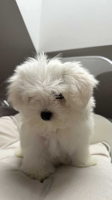 Mini Piesek Maltańczyk z Rodowodem Chipem