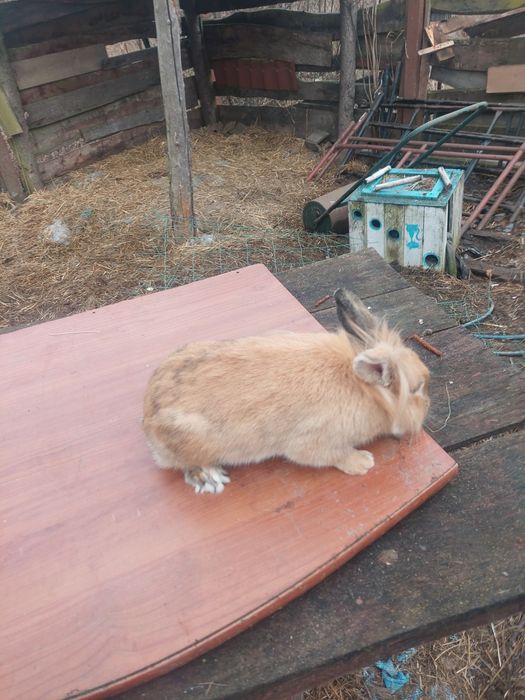 Króliki miniaturka samce