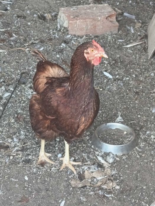 Rhode island red
