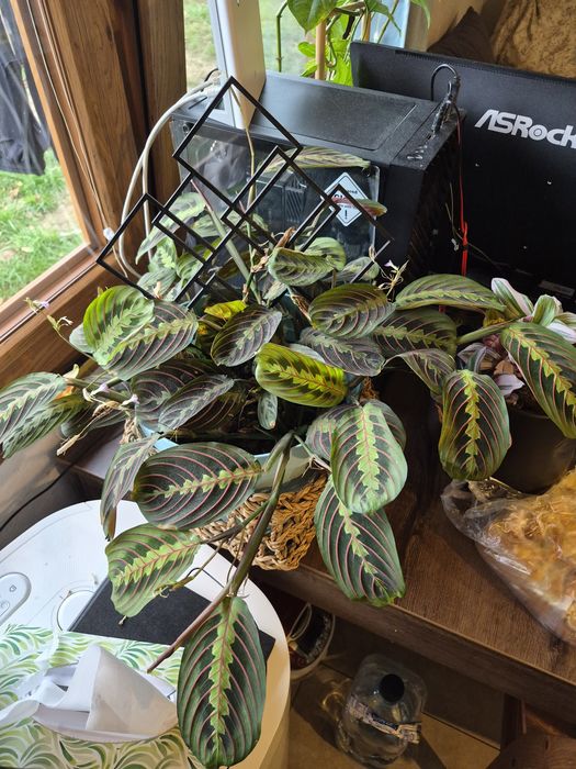 Kwiat maranta marantha