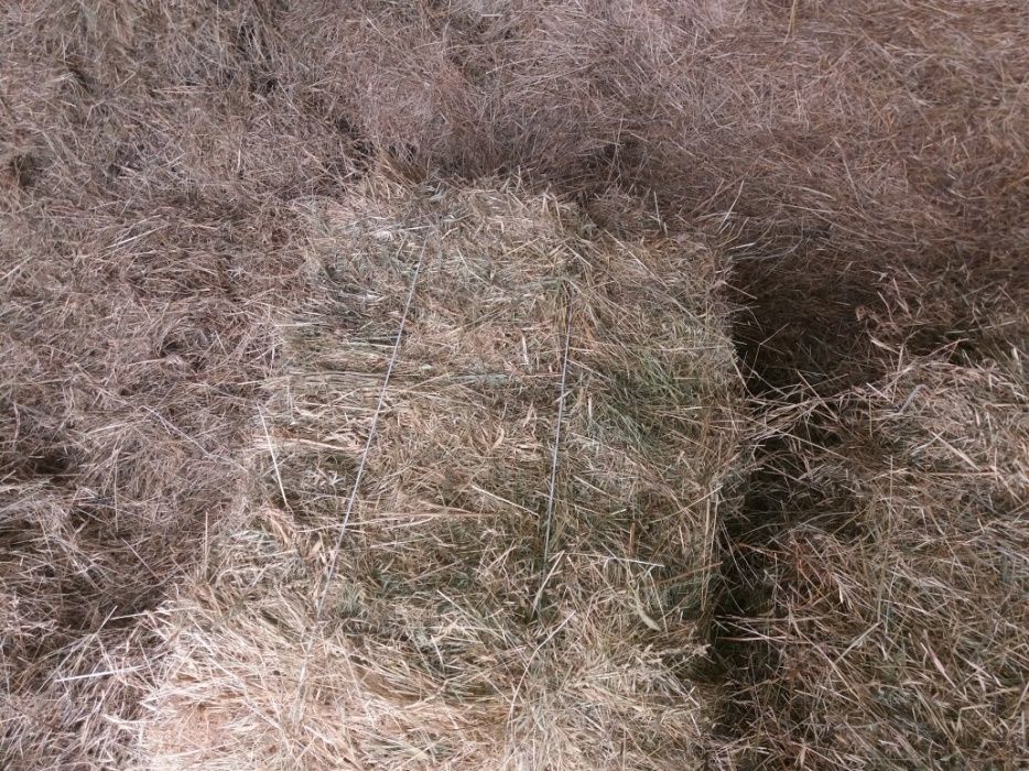 Продам сено в тюках!