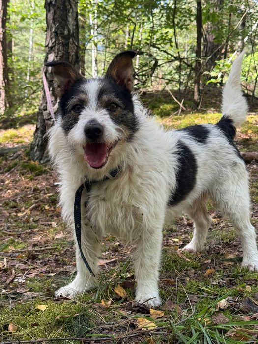 Szorsciak do adopcji piesek terrier