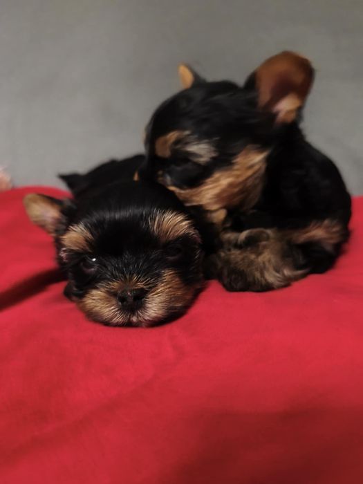 Yorkshire Terrier. Piesek XS z rodowodem. Mini śliczne