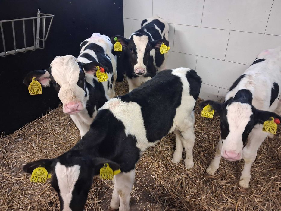 cielęta cielaki byczki polskie