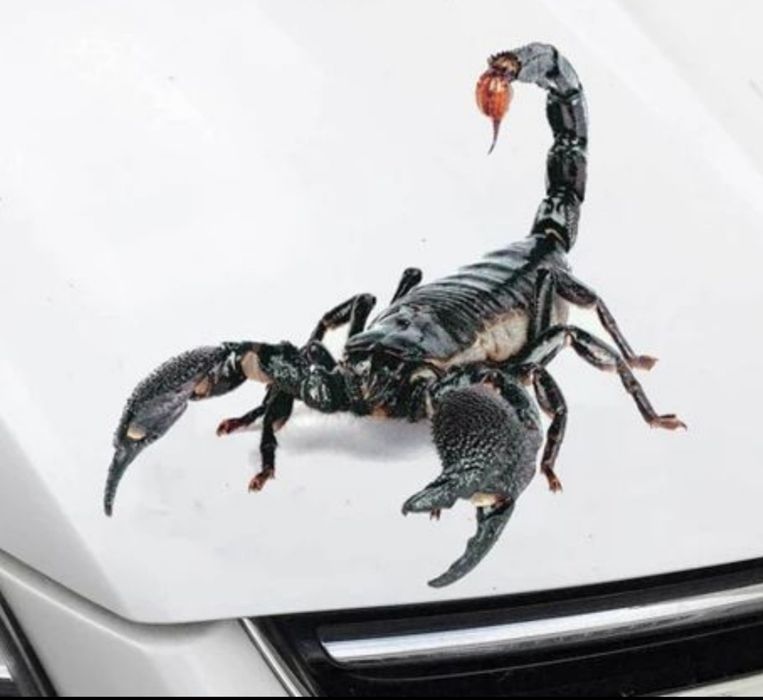 SKORPION 3D- naklejka na auto ścianę kamper quad laptop