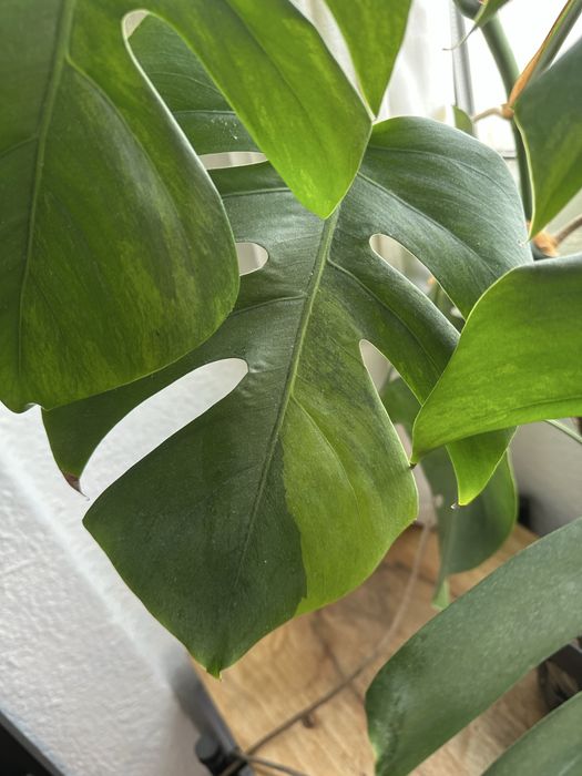 Monstera lime + marmorata po 1 pędówce