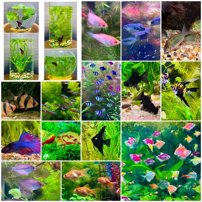 Акваріумні рослини, рибки, креветки,равлики.Аквариумные растения,рыбки