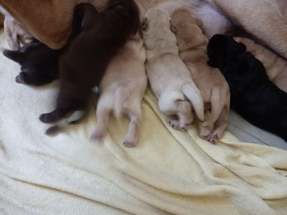 Labradorki do oddania