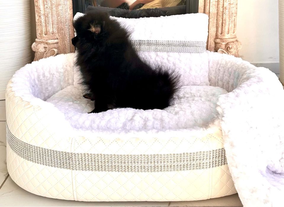 Szpic miniaturowy pomeranian