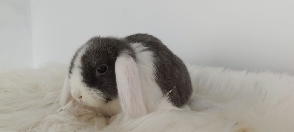 Królik miniaturka baranek miniaturowy mini lop króliczek