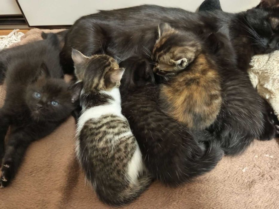 Кошенята шукають свій дім