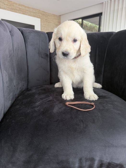 Golden Retriever  top