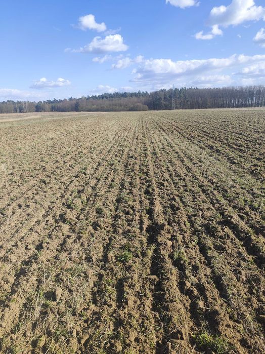 Ziemia rolna 4.76 h okolice Mogilna