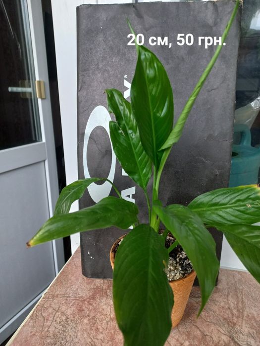 Комнатные растения. Диффенбахия,Бегония, традесканция Рео, спатиффилум