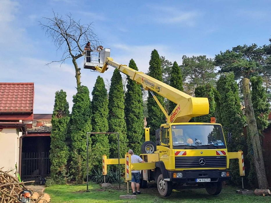 Wycinka drzew wywóz gałęzi