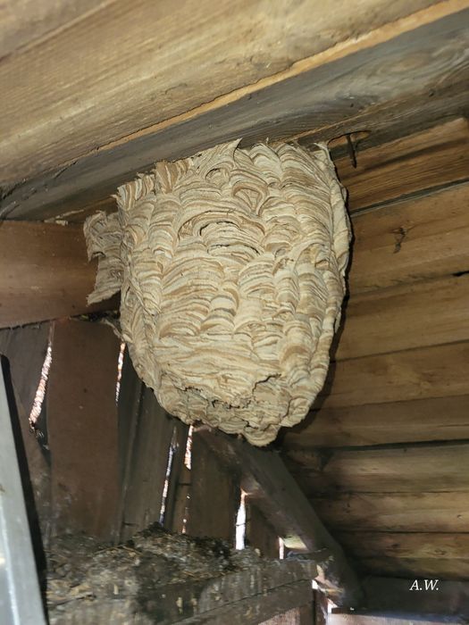 Usuwanie gniazda, kokonów os, szerszenie