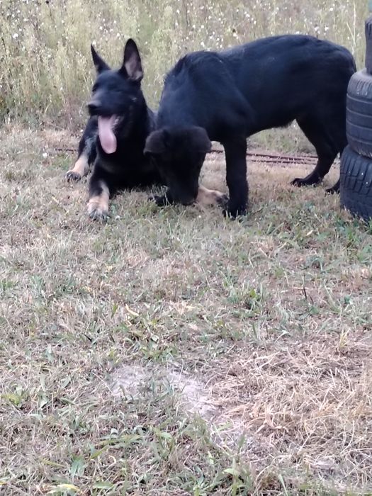 Східноєвропейські вівчарки