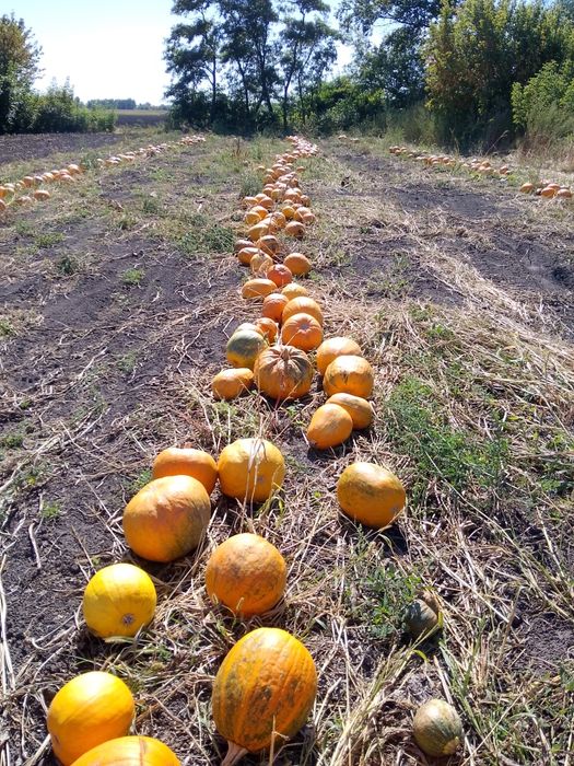 Продам насіння гарбуза сортове посівний матеріал