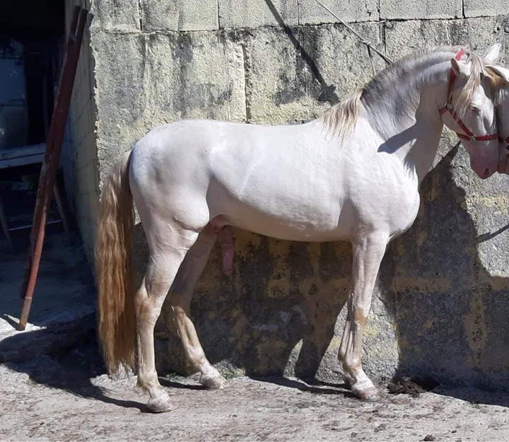 **poldra palomina lusitana 6 meses **