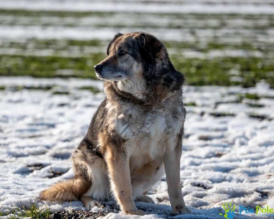 Dostojny MOKI szuka domku!