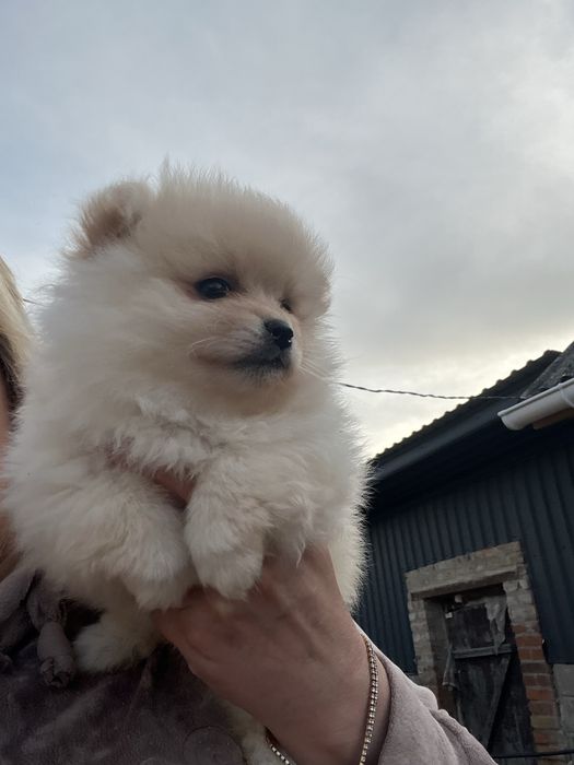 Продам малят  Шпіців