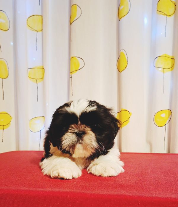 Ши тцу хлопчик з документами КСУ