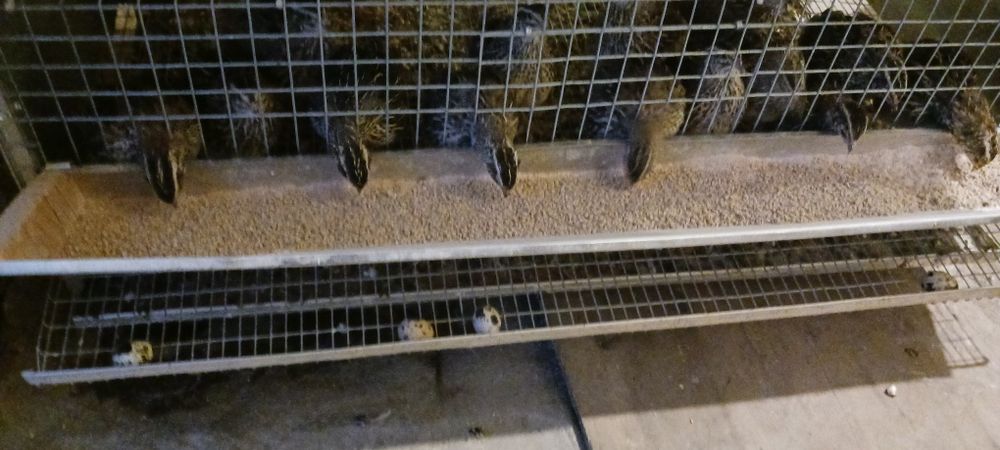 Sprzedam przepiórki dwie klatki 35 szt.