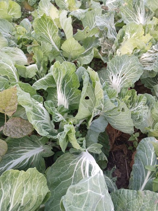 Batata doce biológica